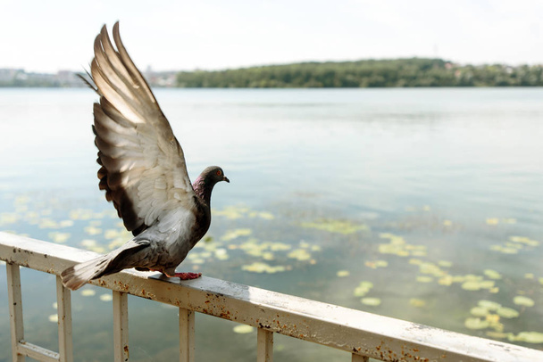 Прекрасный голубь расправляет крылья
  - Фото, изображение