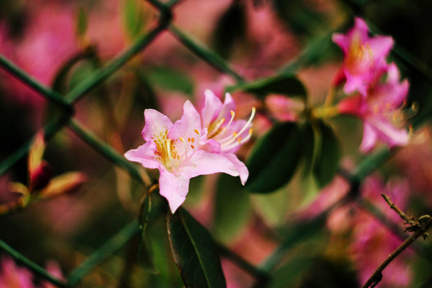 kaunis vaaleanpunainen atsalea kukkia
 - Valokuva, kuva