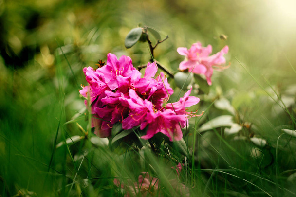 美しいピンクのツツジの花 - 写真・画像