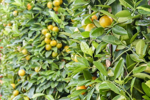 Árvore decorativa de tangerinas. Ano Novo Chinês prosperidade, riqueza e saudávelsímbolo
 - Foto, Imagem