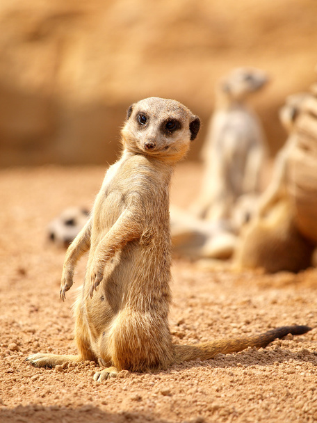 Suricata - meerkat - Foto, afbeelding