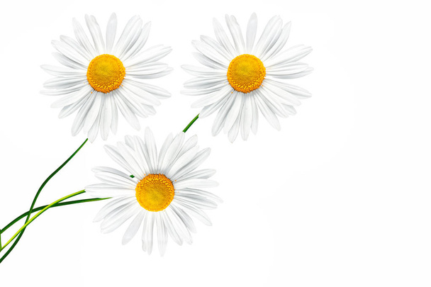 ромашки летний цветок изолирован на белом фоне
.  - Фото, изображение