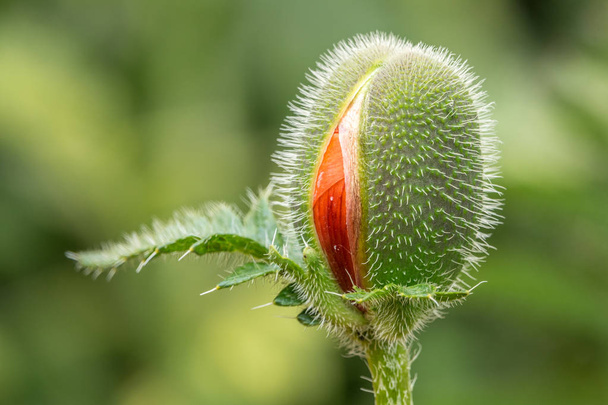το κόκκινο λουλούδι παπαρούνας - Φωτογραφία, εικόνα