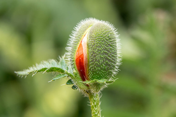 червона макова квітка
 - Фото, зображення