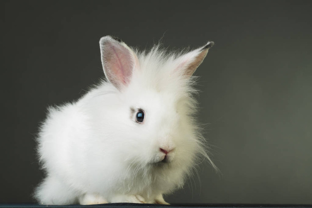 vista laterale di un piccolo coniglio bianco in piedi
  - Foto, immagini