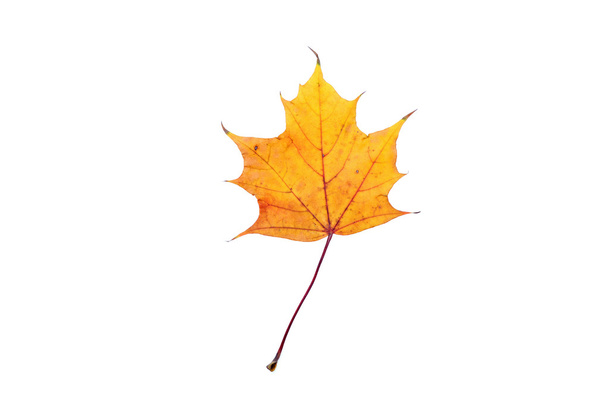 Yellow leaf - Φωτογραφία, εικόνα