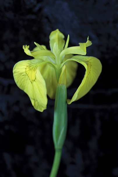 Yellow Iris - Photo, Image