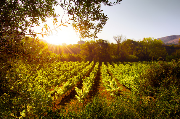 vinice při západu slunce - Fotografie, Obrázek