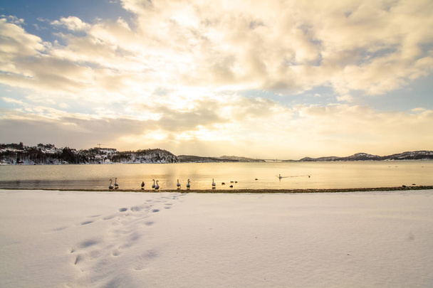 Cisnes mudos em tempo frio em Hamresanden, Noruega
 - Foto, Imagem