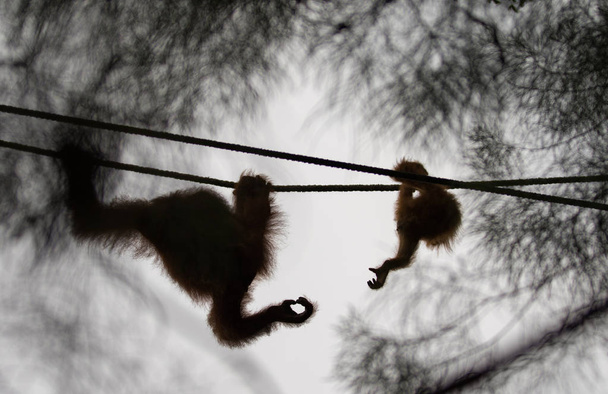 Orangután madre y bebé alcanzando para el otro manos
 - Foto, imagen