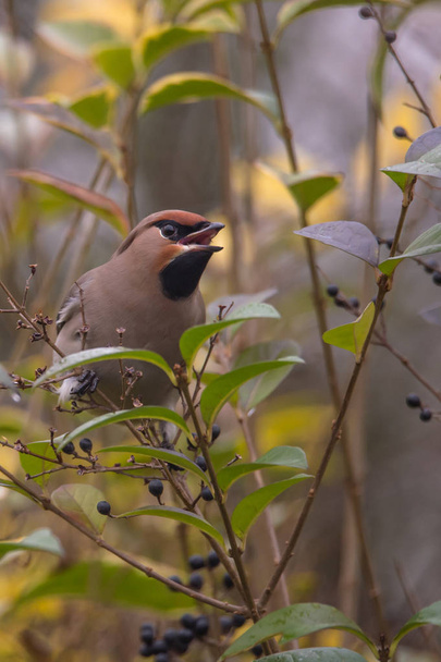 waxwing bird on branch - Photo, Image