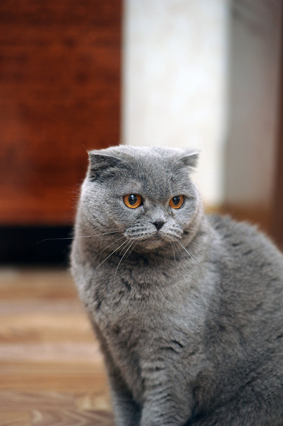 Scottish fold cat grey - Foto, Bild