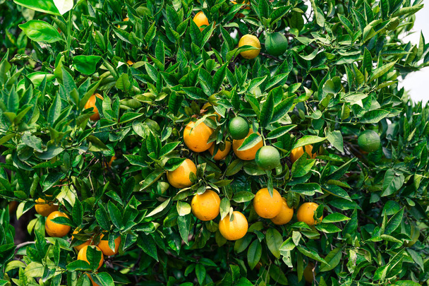 Orange garden - Trees with ripe fruits - Fotografie, Obrázek