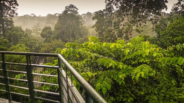 Yağmurlu bir gün yağmur ormanlarında, gölgelik yürümek Kulesi içinde Sepilok, Borneo dan Panoraması - Fotoğraf, Görsel