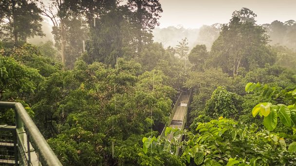 Dia chuvoso na floresta tropical, wiew da Canopy Walk Tower Em Sepilok, Bornéu
 - Foto, Imagem