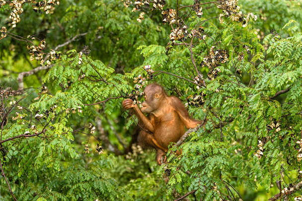 Borneo orman Malezya kırmızı meyveleri yemekten vahşi bebek Orangutan - Fotoğraf, Görsel