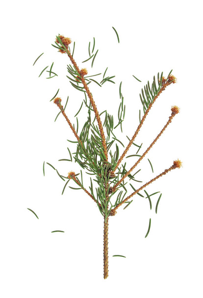 Séché branche de sapin après Noël isolé sur fond blanc
 - Photo, image