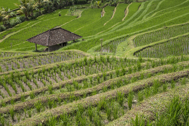 Reisfelder in ubud, bali - Foto, Bild