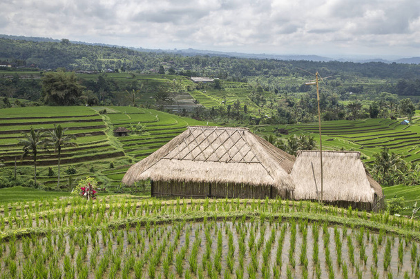Campi di riso a Ubud, Bali
 - Foto, immagini