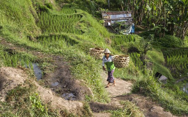 trabajador del campo de arroz balinés
 - Foto, imagen