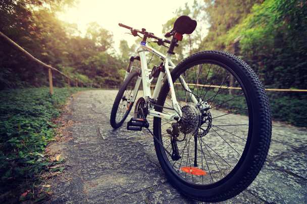 mountain bike at forest path - Foto, imagen