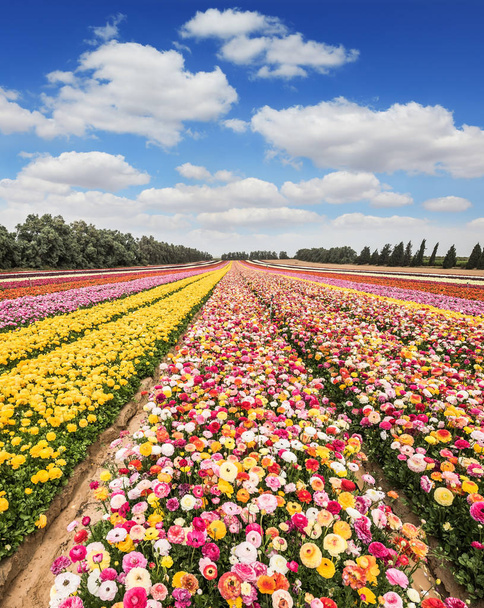 flower carpet of colorful garden buttercups  - Foto, imagen