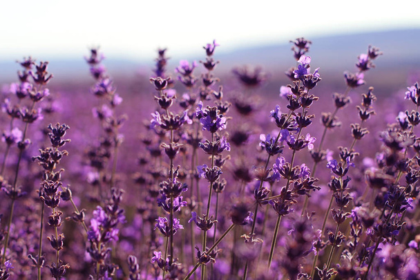 Flores de lavanda floreciendo. Fondo flores campo púrpura. Flores tiernas de lavanda
. - Foto, Imagen