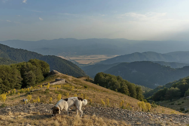 Berglandschap met toorts of Verbascum bloem, en schapen-hond op de centrale Balkan berg - Foto, afbeelding