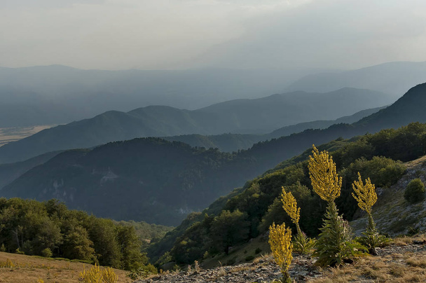 Berglandschap op de centrale Balkan berg met toorts of Verbascum bloem - Foto, afbeelding