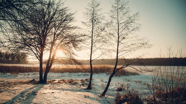 冬の風景 - 冷ややかなフォレストで日当たりの良い夜。日光の下で静かな冬の自然。霧と雪で夕暮れ時の美しい冬の風景 - 写真・画像