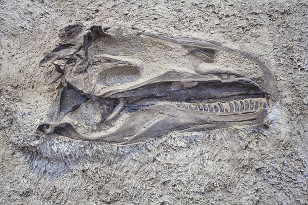 Crâne de dinosaure dans le monument national de dinosaure, Utah, USA
 - Photo, image