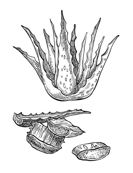Vector hand drawn botanical Aloe Vera. Hand drawn graphic illustration. - Vector, Image