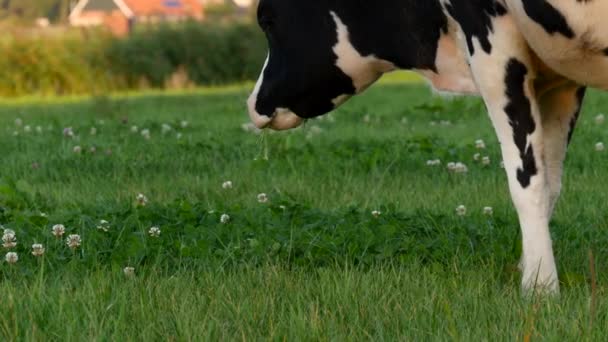 Közelről rész cow enni a lóhere - Felvétel, videó