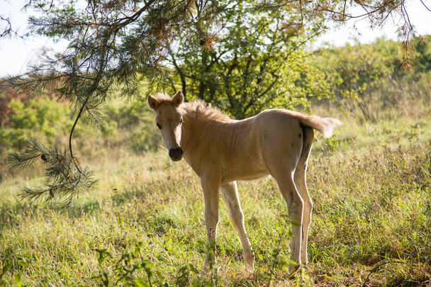 wilde paarden konik - Foto, afbeelding