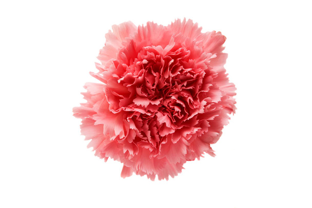 Квітка гвоздики ізольовані
  - Фото, зображення