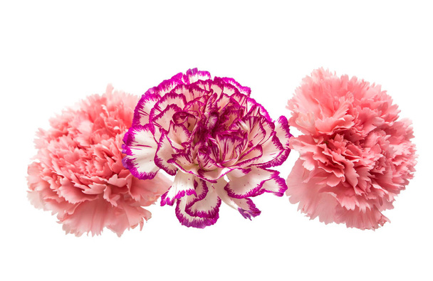 Clavel flor aislada
  - Foto, Imagen