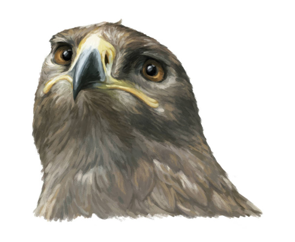 Cartoon eagle - head  - Photo, image