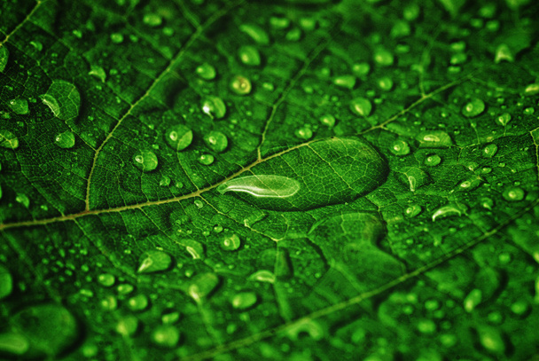 Green leaf - Foto, Imagem