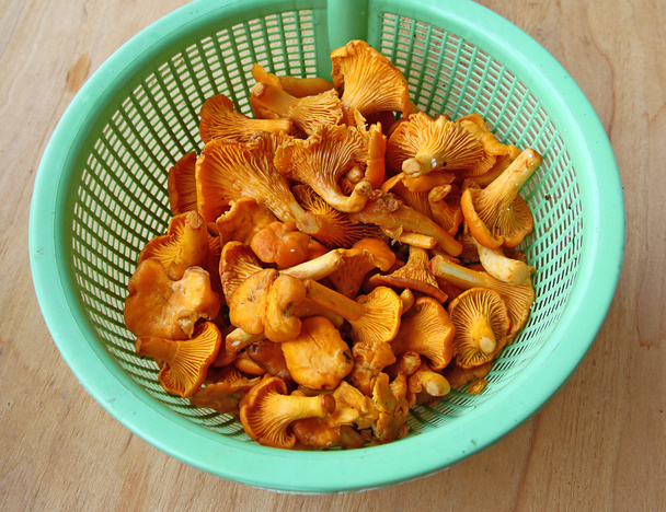 Cogumelos de chanterelle em escorredor
 - Foto, Imagem