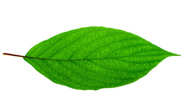 Bright green leaf isolated on white - Photo, Image