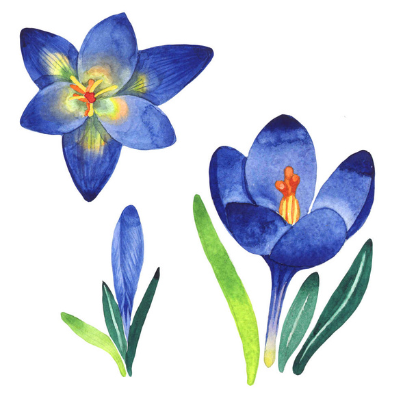 Wildflower crocuses flower in a watercolor style isolated. - Foto, immagini