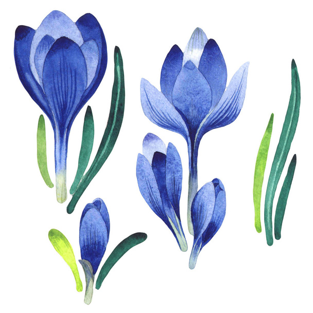 Wildflower crocuses flower in a watercolor style isolated. - Foto, Bild