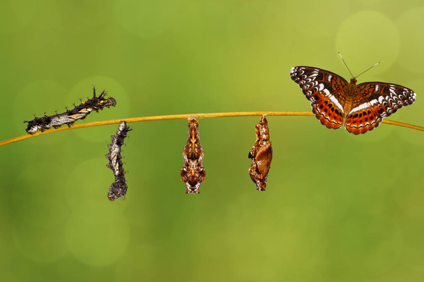 Lagarta de transformação em pupa do comandante resina de borboleta
 - Foto, Imagem
