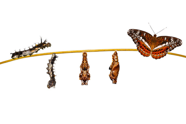 Isolated transformation caterpillar to pupa of commander butterf - Photo, Image