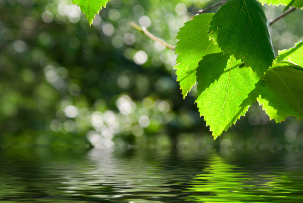 Feuilles vertes réfléchissant dans l'eau
 - Photo, image