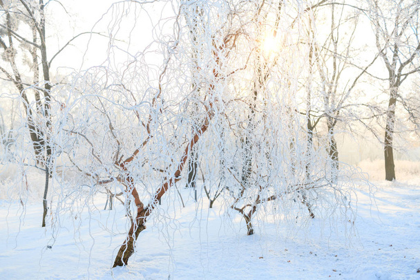 kalter Wintertag, schöner Raureif und Reif auf Bäumen - Foto, Bild