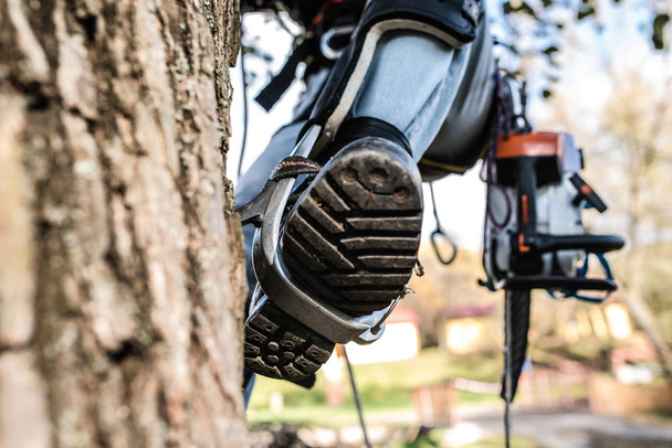 Close up of leg of lumberjack with a chainsaw climbing a tree. - Foto, Bild