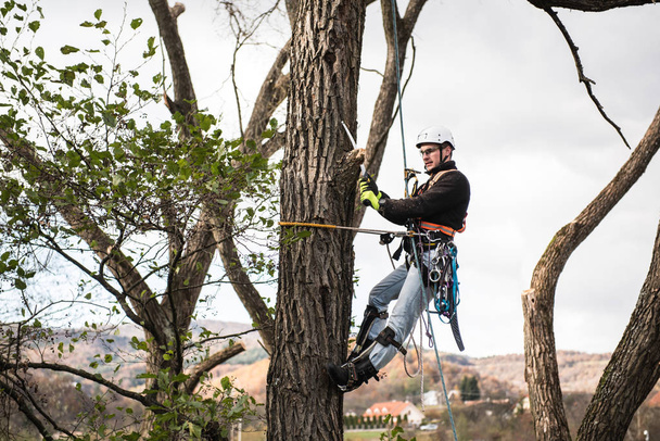 Lumberjack with saw and harness pruning a tree. - Foto, immagini