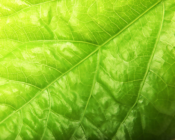 makro çekim yaprak yeşil. - Fotoğraf, Görsel