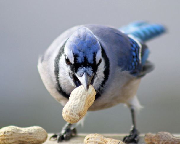 # Blue Jay #
 - Foto, immagini